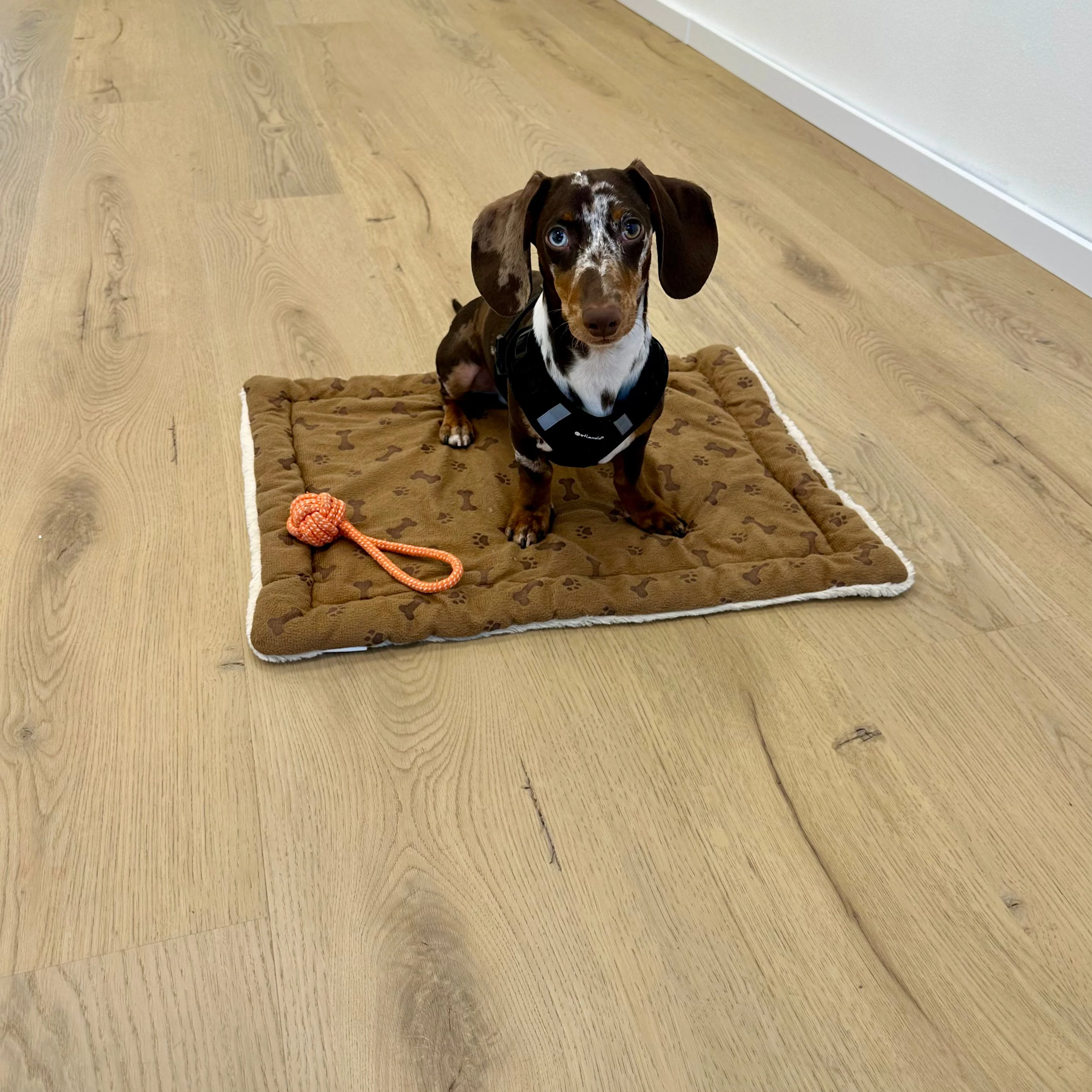 »Light Oak« Premium Klick-Vinyl 1m² - Image 2